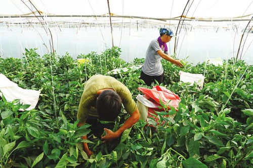 魏县发展扶贫产业巩固提升脱贫成果侧记