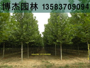 10公分全冠分枝法桐山东潍坊售价