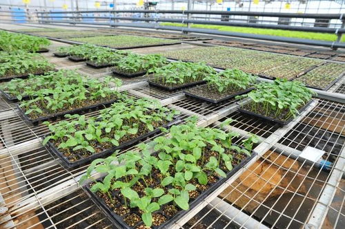 延庆现代化育苗工厂助力保障蔬菜稳定供应