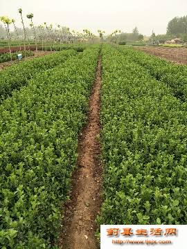 天津市蓟州卫矛苗木小苗出售