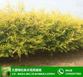 山西苗木批发 绿化苗木 雅仕阁绿化苗木基地 查看
