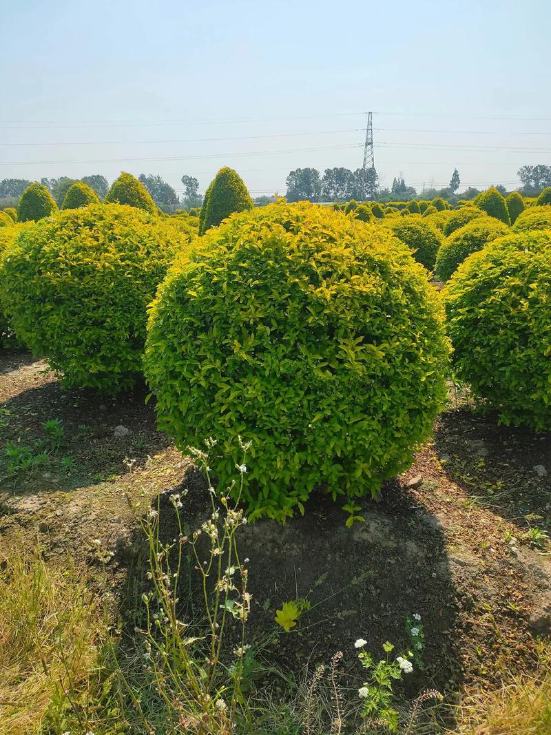 金冠女贞球,塔,柱型低价出售#现场实拍 #苗木种植基地 #欢