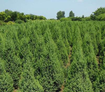 常年大量供应 塔快 金叶榆规格齐全-玉树苗木