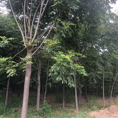 工程建设绿化用树 精品大叶女贞 苗木种植基地