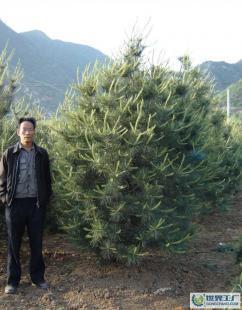 白皮松苗木价格_白皮松苗木厂家_世界工厂网产品信息库