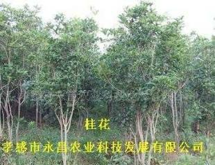 供应孝感市永昌农业科技发展批发绿化苗木桂花_农副产品_世界工厂网中国产品信息库