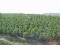 甘肃最给力云杉那里找 到甘肃中川绿化苗木基地来