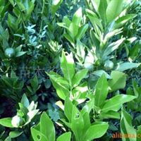 核桃苗,梨苗,猕猴桃苗四川 广元 苍溪苍溪县常生苗木药材开发有限责任公司产品供应第1页