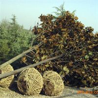 批发广玉兰树苗 玉堂春 绿化苗木 乔木 白玉兰 广玉兰 行道树指导价 批发广玉兰树苗 玉堂春 绿化苗木 乔木 白玉兰 广玉兰 行道树厂商 批发广玉兰树苗