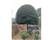 长沙市雨花区瑞达绿化苗木场产品展示