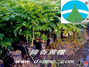 降香黄檀 花梨木 海南黄花梨 红木家具 供应产品 漳浦县大山苗木场