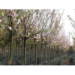 苗木 斌洋草花苗木 已认证 山东绿化苗木