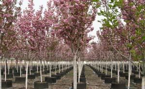 供应容器苗木 樱花 紫薇_农副产品_世界工厂网中国产品信息库