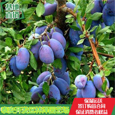 新闻 女神西梅树苗 女神西梅树苗新疆沙湾县育苗厂家