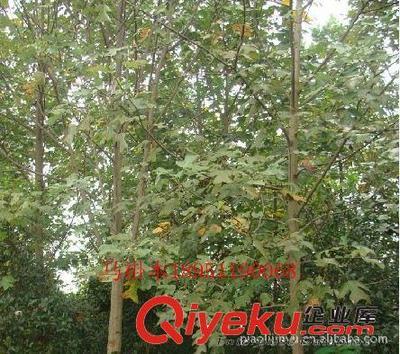 厂家专业供应马褂木等绿化苗木(图)-沭阳县威宇花木销售中心提供厂家专业供应马褂木等绿化苗木(图)的相关介绍、产品、服务、图片、价格沭阳县威宇花木销售中心、金叶女贞;红叶小檗;小龙柏;地柏;洒金柏;南天竹;迎春;连翘;月季花;红王子锦带;水腊;剑麻;金娃娃萱草;玉簪;鸢尾;棣棠;绣线菊;红瑞木;紫荆;紫薇等绿化苗木