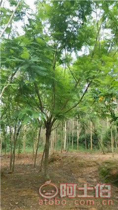 【四川蓝花楹开花基地直销,漳州蓝花楹基地供应价格】绿化苗木,价格,厂家,供应商,花木,漳浦县闽龙花卉种植园 - 产品库