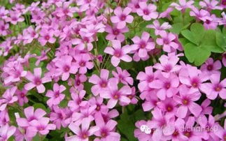 绿城集团园林软景苗木图谱,非常全面,值得借鉴 收藏