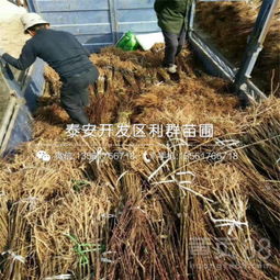 【新梨7号梨苗批发基地、新梨7号梨苗多少钱一棵】-