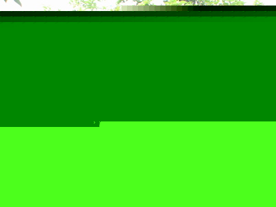 供应桂花、含笑