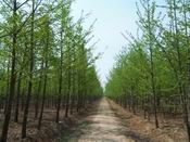 供应山东银杏苗木,优质银杏苗木,银杏树_纺织、皮革_世界工厂网中国产品信息库