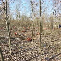 河北速生柳价格,河北 速生柳基地