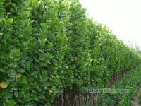 山东北海道黄杨│淄博北海道黄杨│泰安北海道黄杨│北海道黄杨[供应]_绿化苗木_世界工厂网中国产品信息库