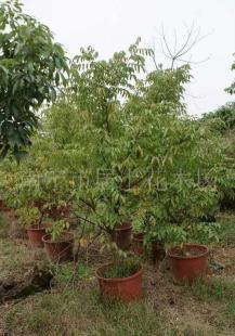 杨桃 乔木绿化苗木价格_杨桃 乔木绿化苗木厂家_世界工厂网产品信息库