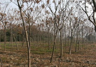 畅销苗木品种排行, 老客户积累 是苗木人成功根本