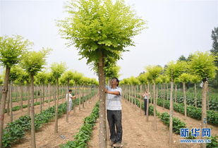 河北巨鹿 景观苗木助扶贫