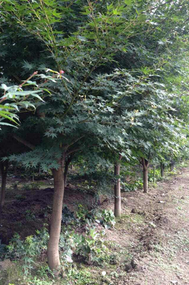 基地直销五角枫树苗批发 园林工程绿化苗木 量大优惠 价格从优