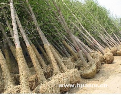 银杏-江苏省沭阳县景苑园林绿化园艺场苗木产品