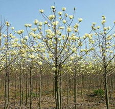 广玉兰,桂花,龙柏,红端木等各种花木,苗木