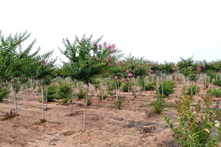 同一种苗木,价格却不同的几个原因