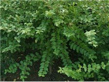 河北省定州市建卫苗圃产品展示