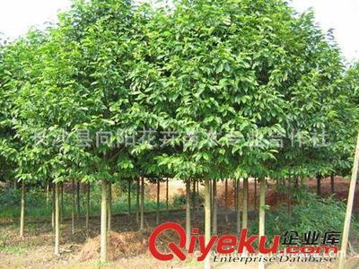 乔木-现货批量供应出售8-18公分优质乐昌含笑 求购乐昌含笑图片|乔木-现货批量供应出售8-18公分优质乐昌含笑 求购乐昌含笑产品图片由长沙县向阳花卉苗木专业合作社公司生产提供-