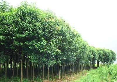 快熟育苗方法,葡萄,葡萄苗,葡萄苗木产品信息|中国农业网