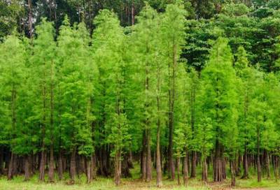 因地制宜,你的城市适合怎样的苗木?_财经_网