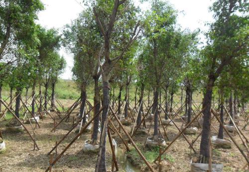 苗木五斤袋和七斤袋的区别在哪里