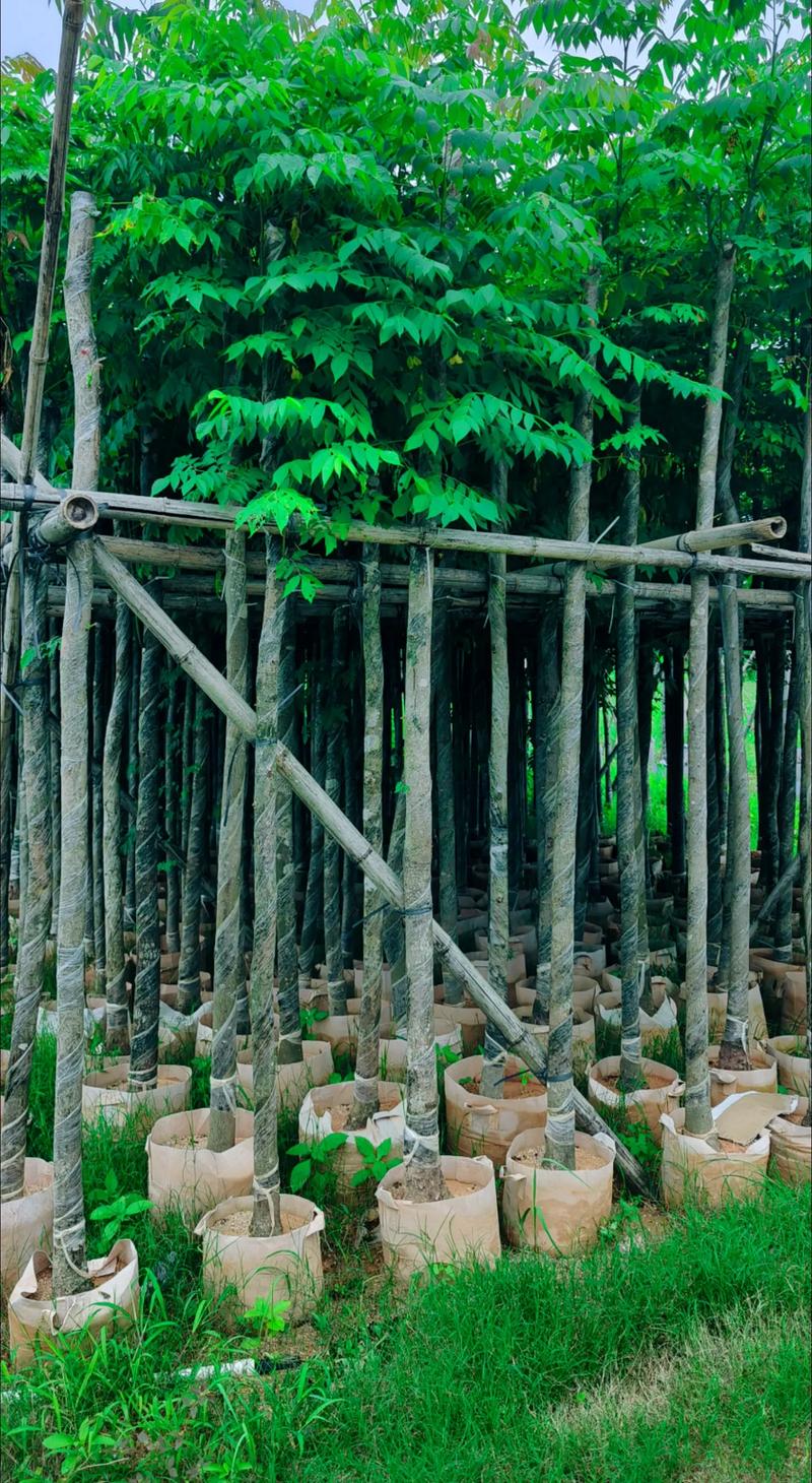 国庆花～栾树5公分袋苗.#苗木种植基地 #全网搜索苗木有缘人