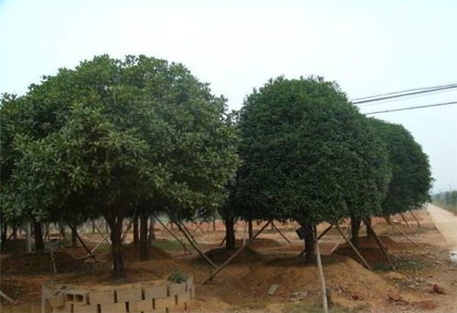 专业园林,国权苗圃 苗木