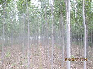 山东毛白杨苗木价格_农副产品_世界工厂网