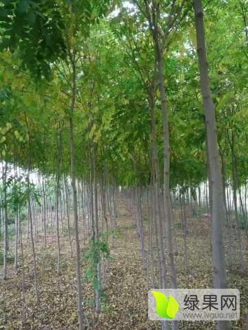 2020绿化苗木价格行情走势