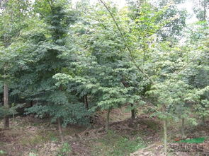 企业动态 江西奉新县丰盛苗木场