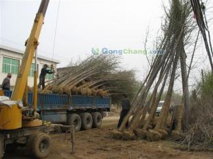 供应山东25公分优质银杏苗木,承包小区绿化工程,各种绿化苗木,山东梦强银杏基地_安全防护_世界工厂网中国产品信息库