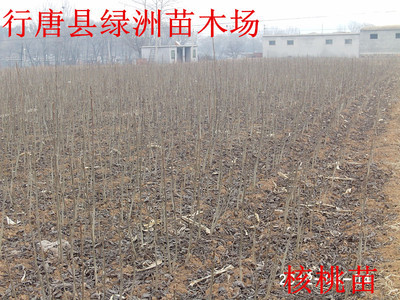 河北省核桃苗基地_农副产品_世界工厂网