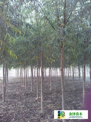 旱柳是什么---供应旱柳---旱柳规格_河北保定博野金泽绿化苗木基地_商国互联网