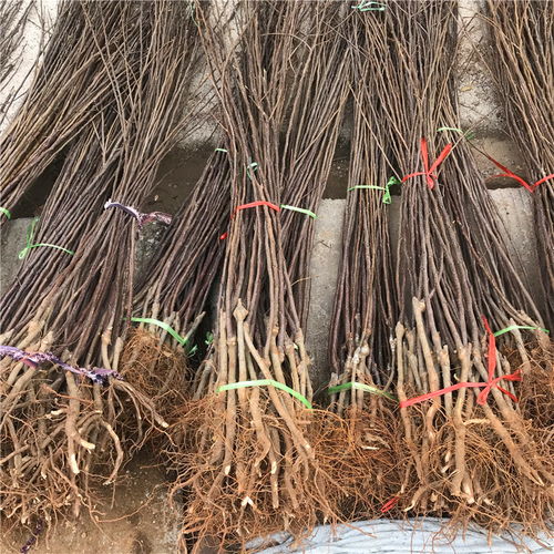 【短枝红富士苹果苗哪里批发、短枝红富士苹果苗价格】- 