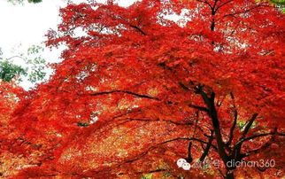 绿城集团园林软景苗木图谱 全套