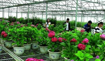 江西:九江县做大苗木花卉产业“蛋糕”