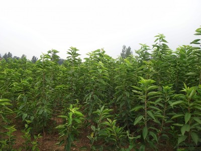 梨树图片|苗木|苗木图库|597苗木网